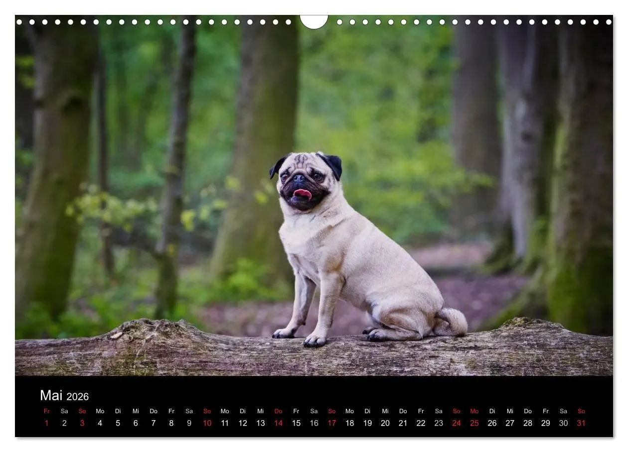 Bild: 9783516239867 | Mops 2026 (Wandkalender 2026 DIN A3 quer), CALVENDO Monatskalender