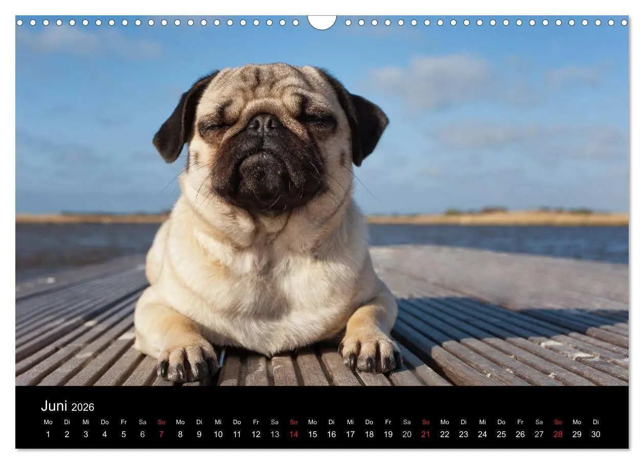 Bild: 9783516239867 | Mops 2026 (Wandkalender 2026 DIN A3 quer), CALVENDO Monatskalender