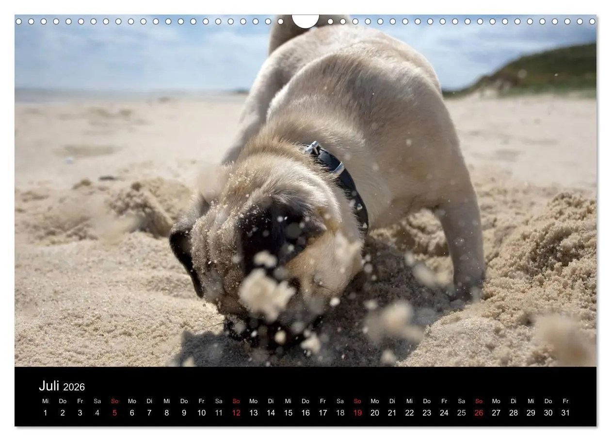Bild: 9783516239867 | Mops 2026 (Wandkalender 2026 DIN A3 quer), CALVENDO Monatskalender
