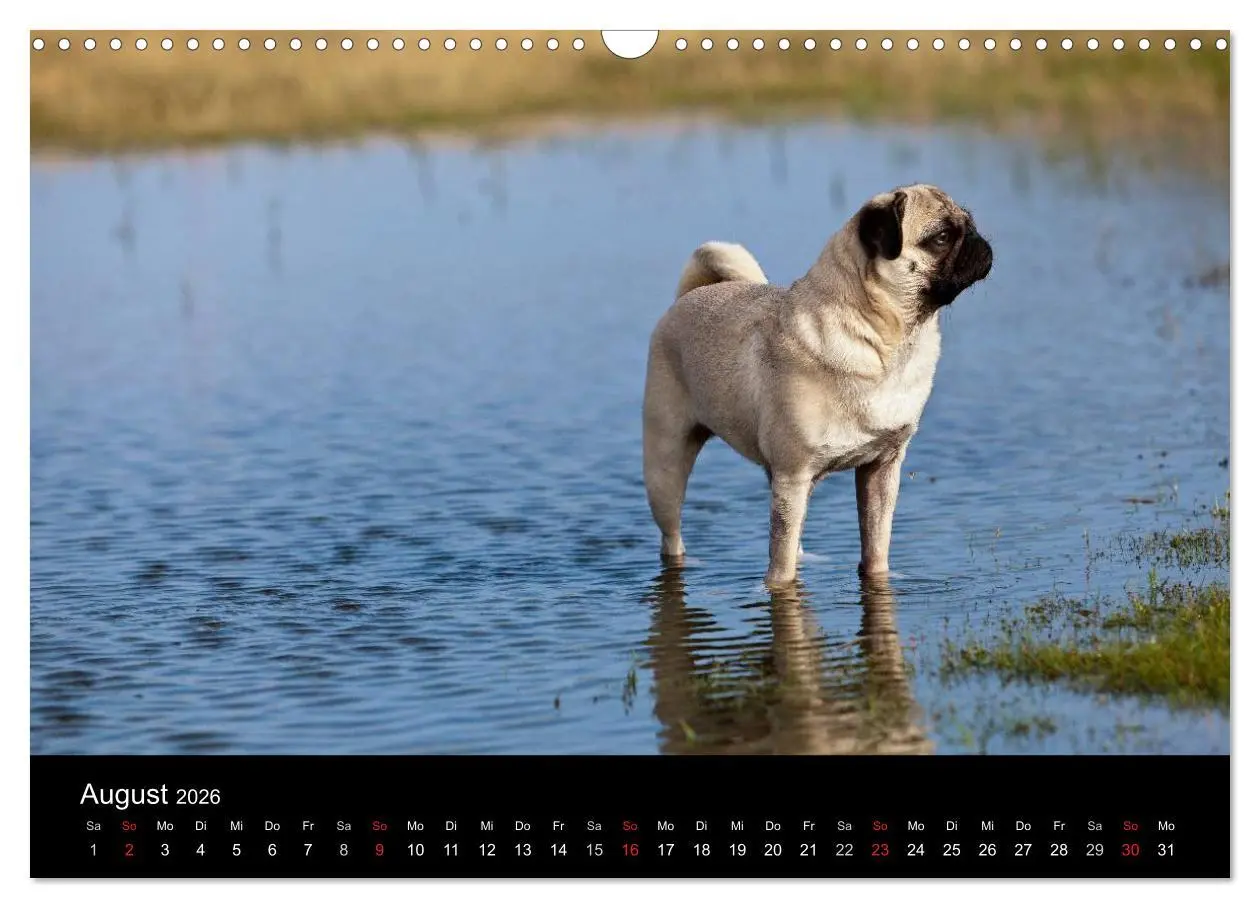 Bild: 9783516239867 | Mops 2026 (Wandkalender 2026 DIN A3 quer), CALVENDO Monatskalender