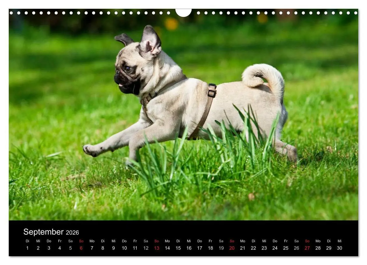 Bild: 9783516239867 | Mops 2026 (Wandkalender 2026 DIN A3 quer), CALVENDO Monatskalender