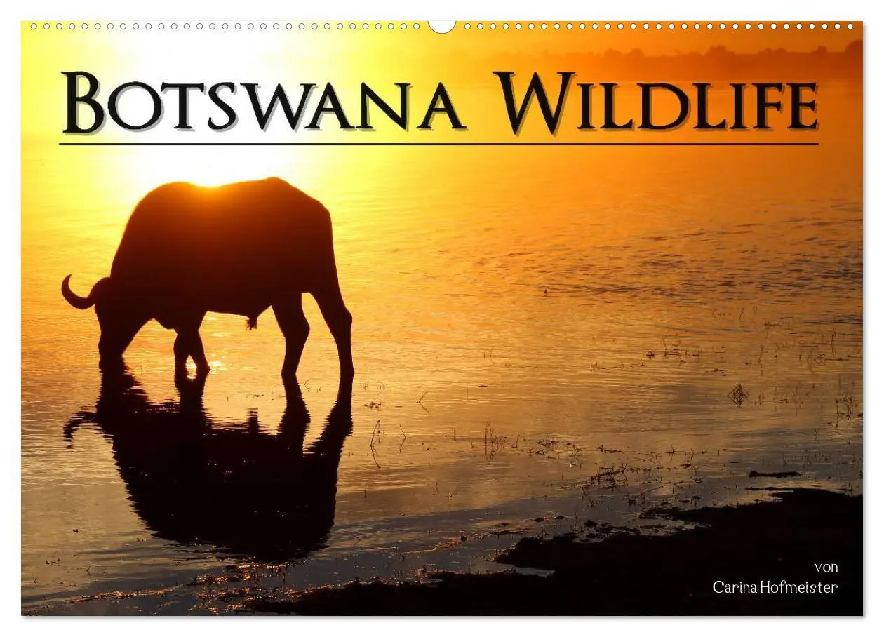 Cover: 9783516159967 | Botswana Wildlife (Wandkalender 2026 DIN A2 quer), CALVENDO...