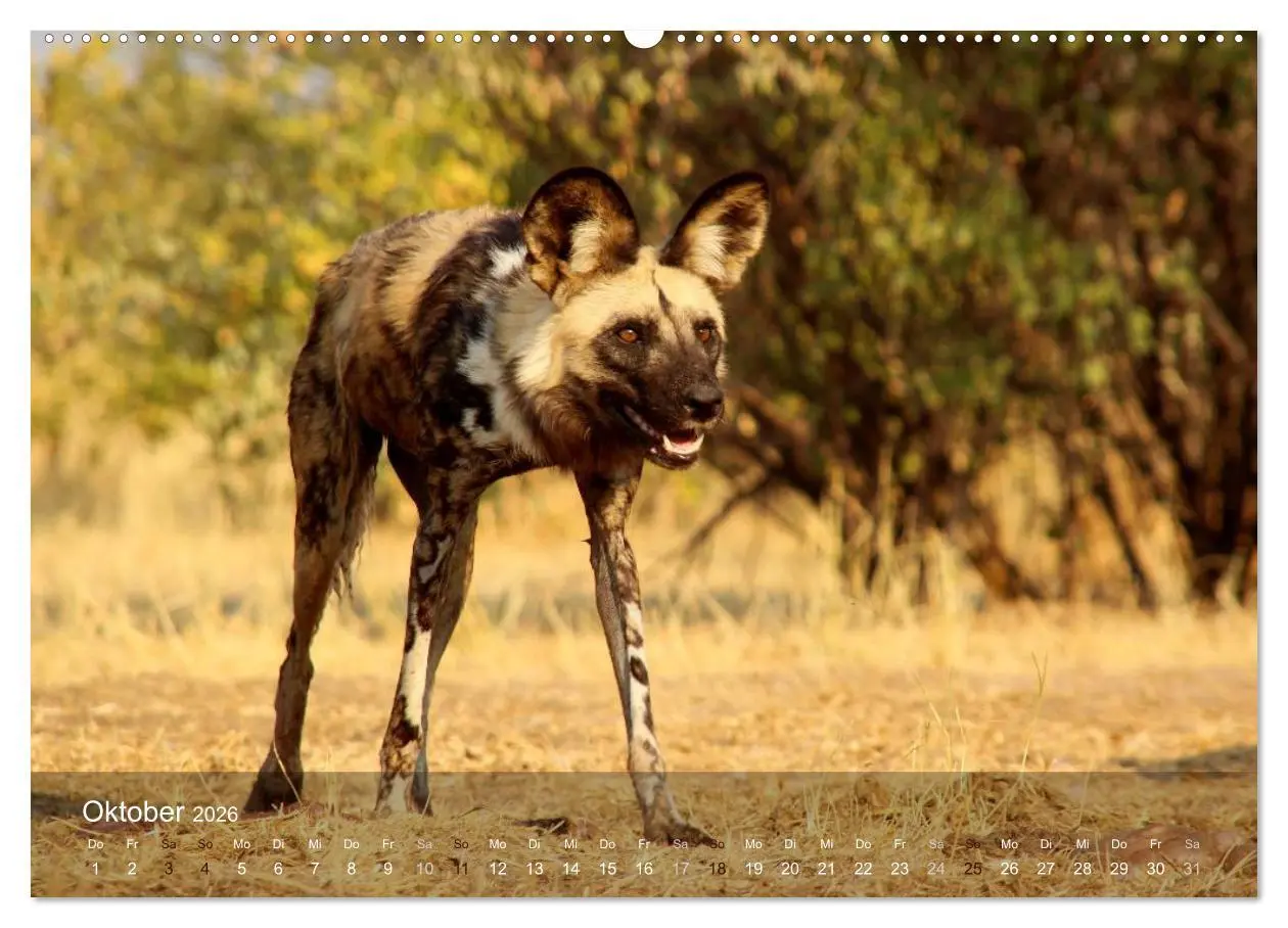 Bild: 9783516159967 | Botswana Wildlife (Wandkalender 2026 DIN A2 quer), CALVENDO...