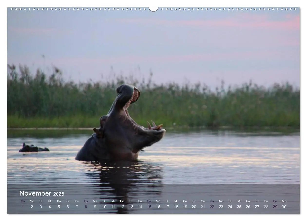 Bild: 9783516159967 | Botswana Wildlife (Wandkalender 2026 DIN A2 quer), CALVENDO...