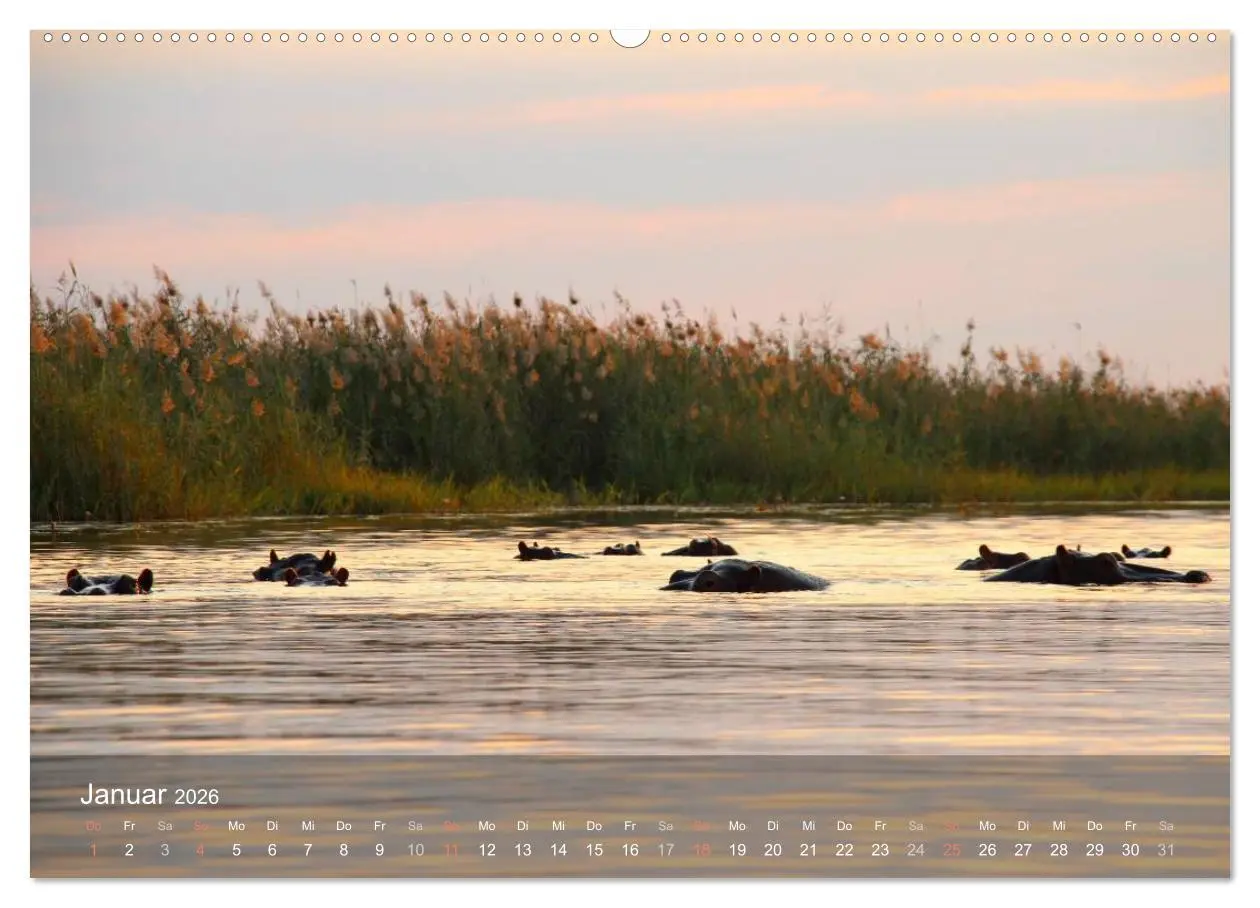 Bild: 9783516159967 | Botswana Wildlife (Wandkalender 2026 DIN A2 quer), CALVENDO...