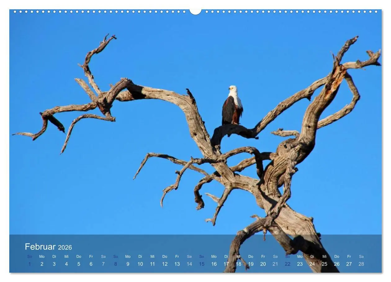 Bild: 9783516159967 | Botswana Wildlife (Wandkalender 2026 DIN A2 quer), CALVENDO...