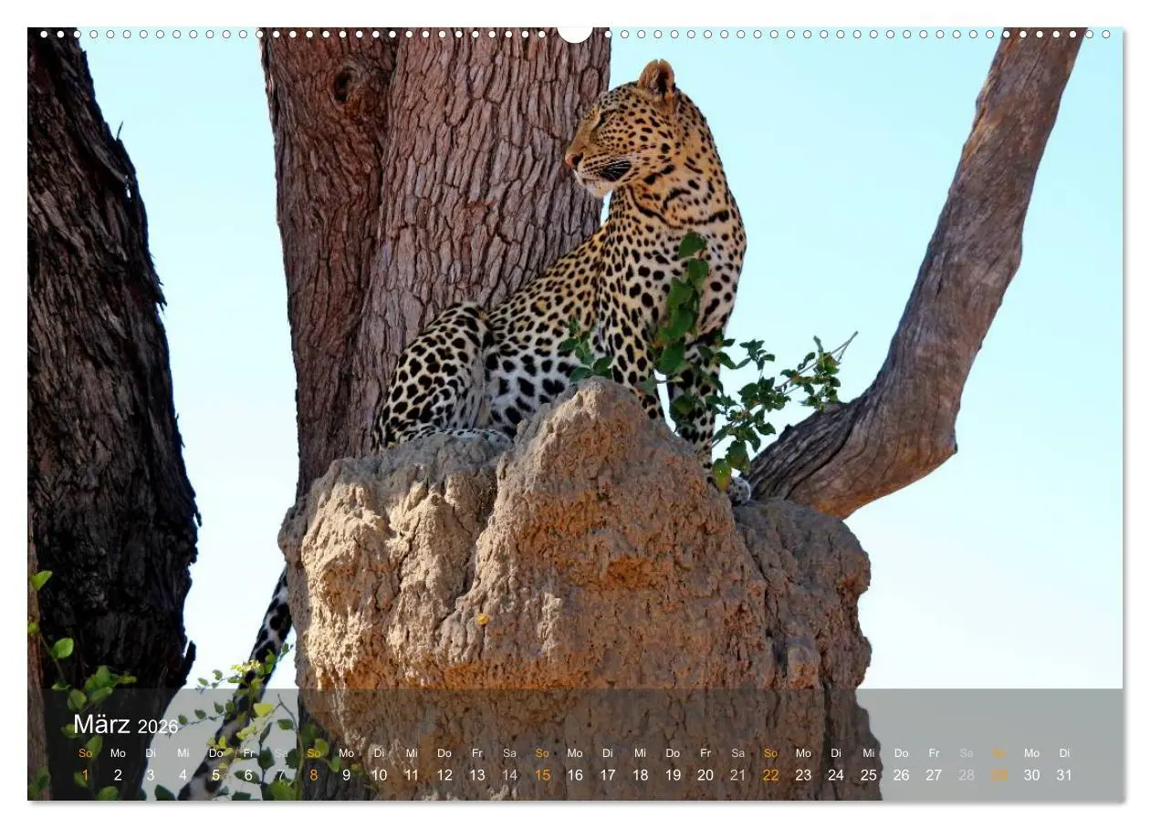 Bild: 9783516159967 | Botswana Wildlife (Wandkalender 2026 DIN A2 quer), CALVENDO...