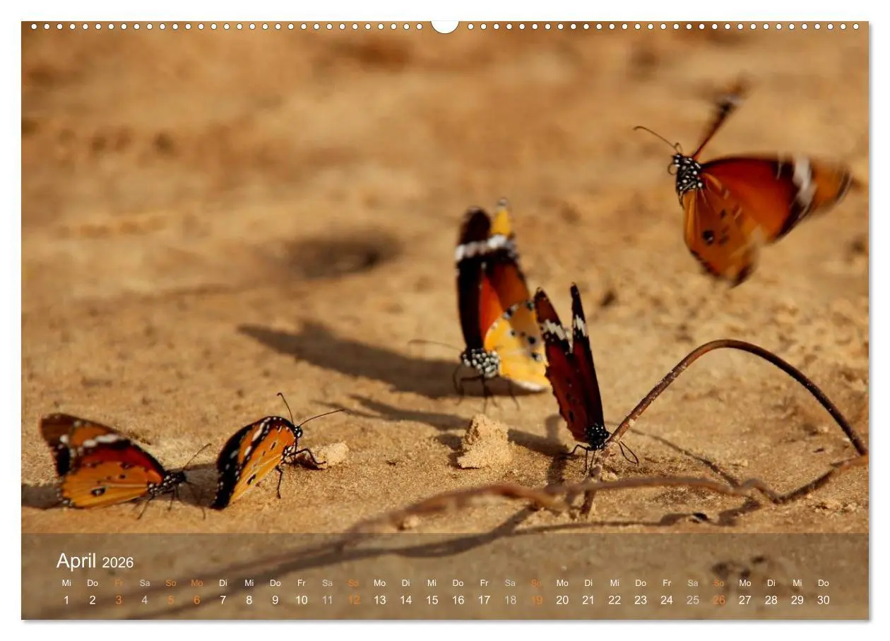 Bild: 9783516159967 | Botswana Wildlife (Wandkalender 2026 DIN A2 quer), CALVENDO...