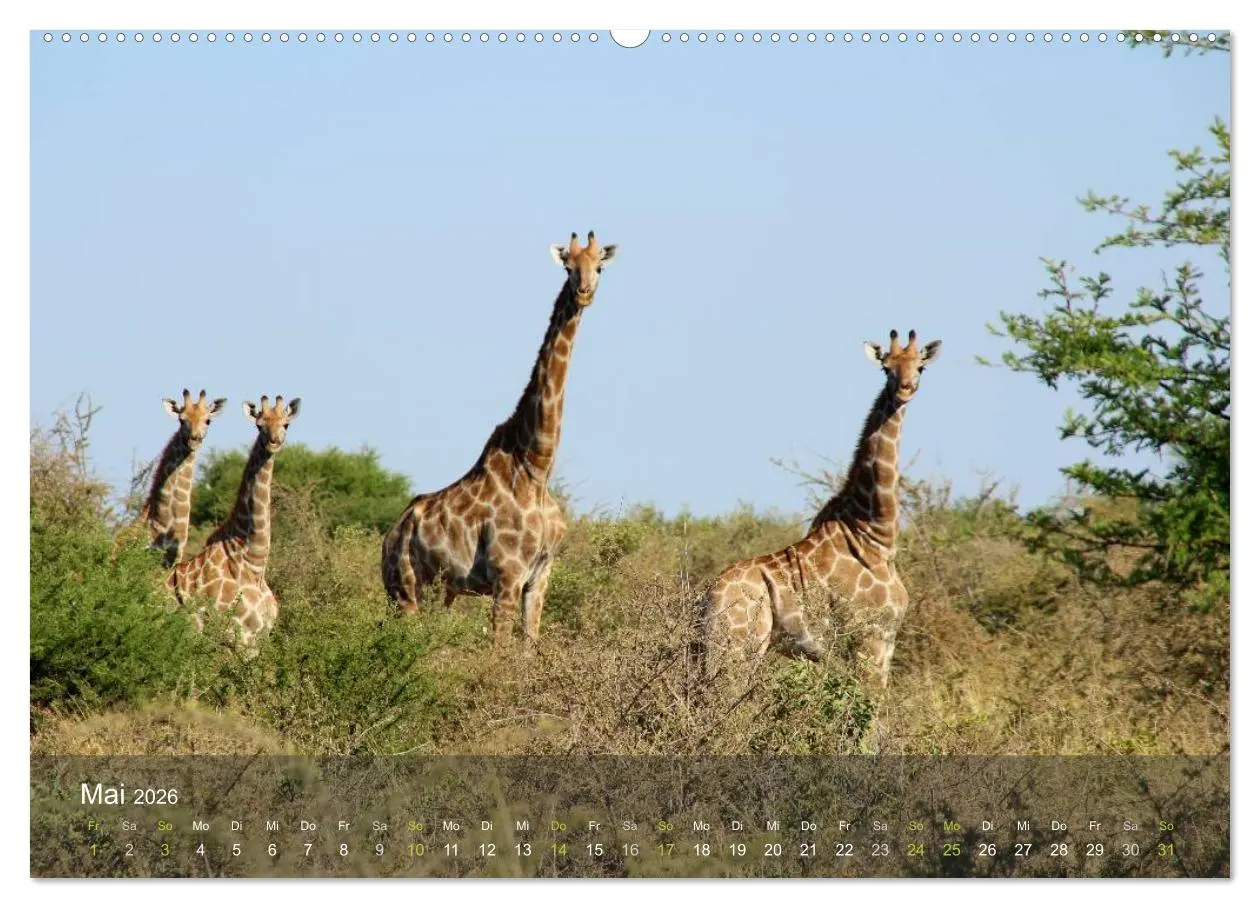 Bild: 9783516159967 | Botswana Wildlife (Wandkalender 2026 DIN A2 quer), CALVENDO...