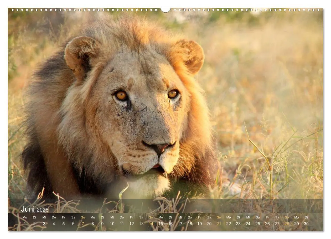 Bild: 9783516159967 | Botswana Wildlife (Wandkalender 2026 DIN A2 quer), CALVENDO...