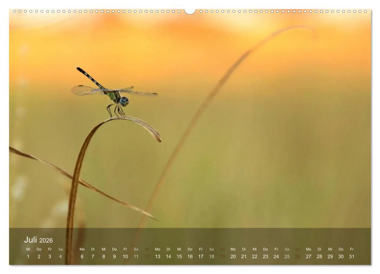 Bild: 9783516159967 | Botswana Wildlife (Wandkalender 2026 DIN A2 quer), CALVENDO...