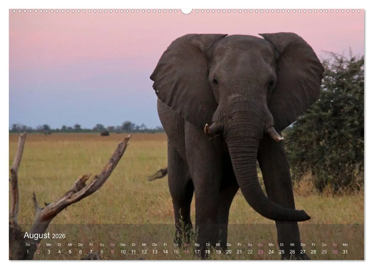 Bild: 9783516159967 | Botswana Wildlife (Wandkalender 2026 DIN A2 quer), CALVENDO...