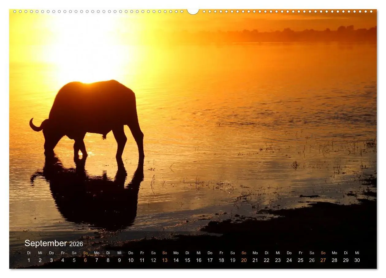 Bild: 9783516159967 | Botswana Wildlife (Wandkalender 2026 DIN A2 quer), CALVENDO...