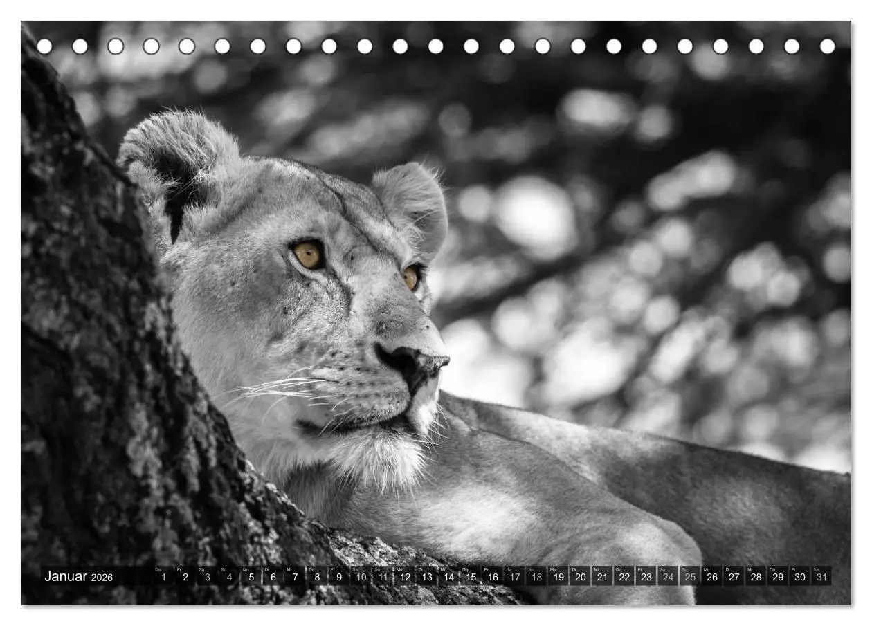 Bild: 9783457870068 | spotlight tansania (Tischkalender 2026 DIN A5 quer), CALVENDO...