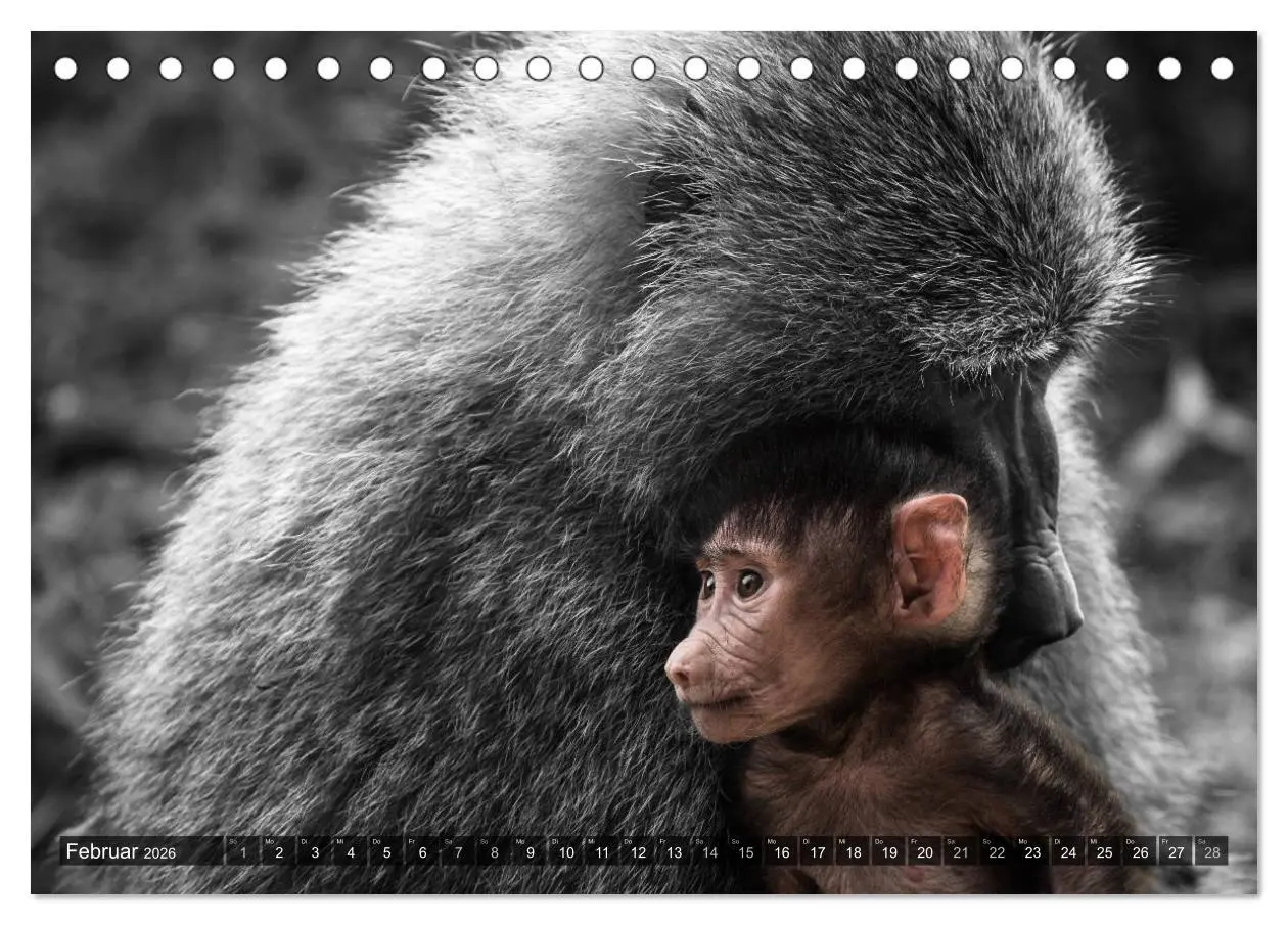 Bild: 9783457870068 | spotlight tansania (Tischkalender 2026 DIN A5 quer), CALVENDO...