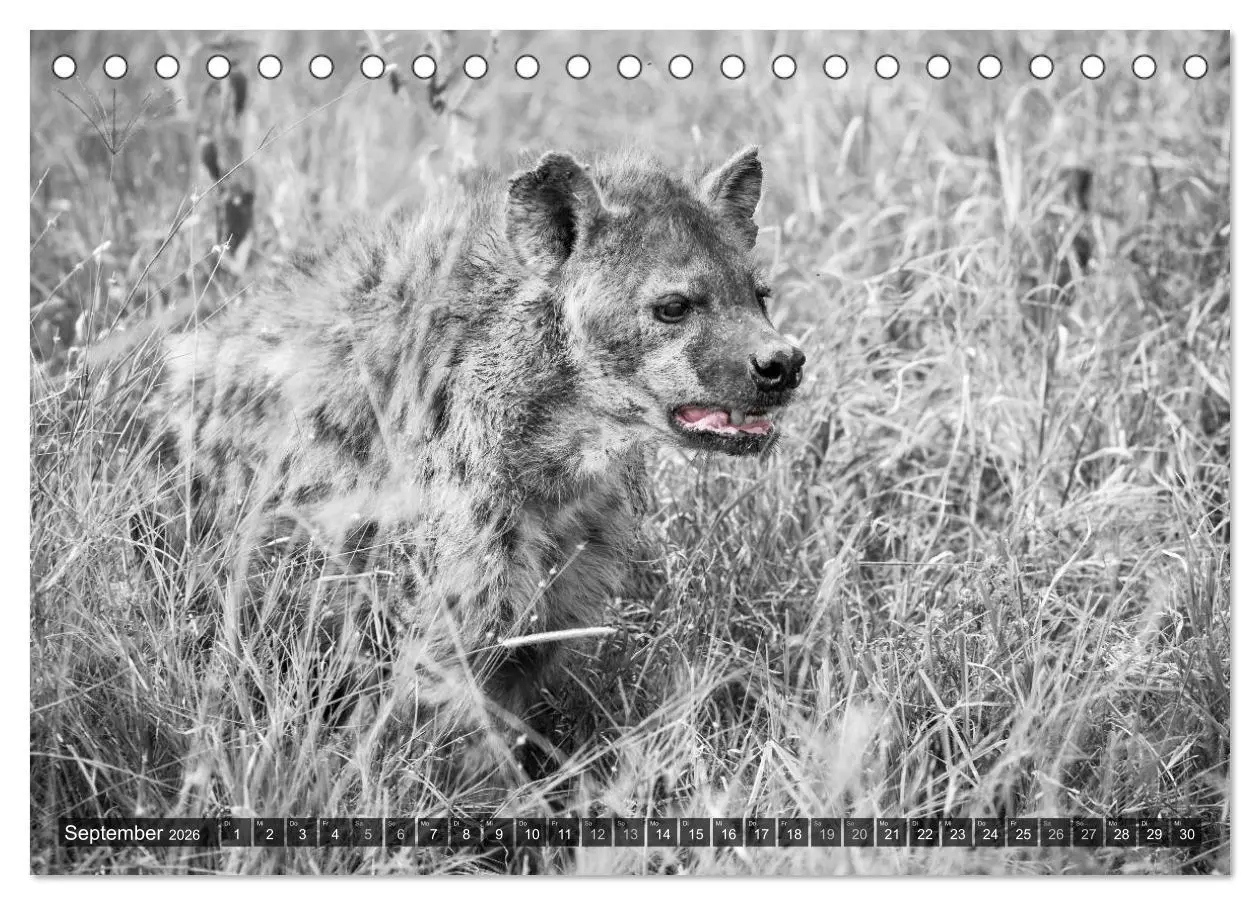 Bild: 9783457870068 | spotlight tansania (Tischkalender 2026 DIN A5 quer), CALVENDO...