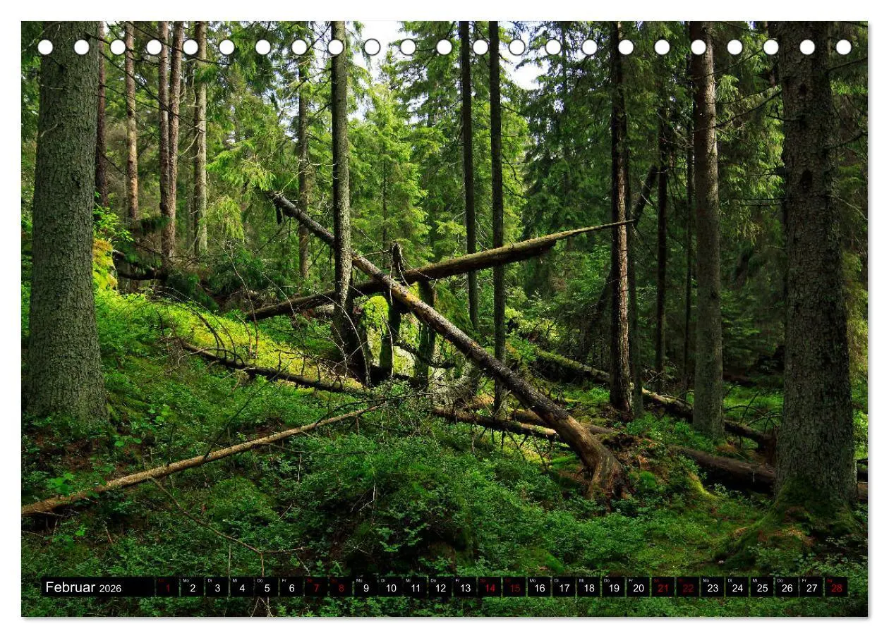 Bild: 9783457940068 | Tiveden, der NatURWALD in Schweden (Tischkalender 2026 DIN A5...