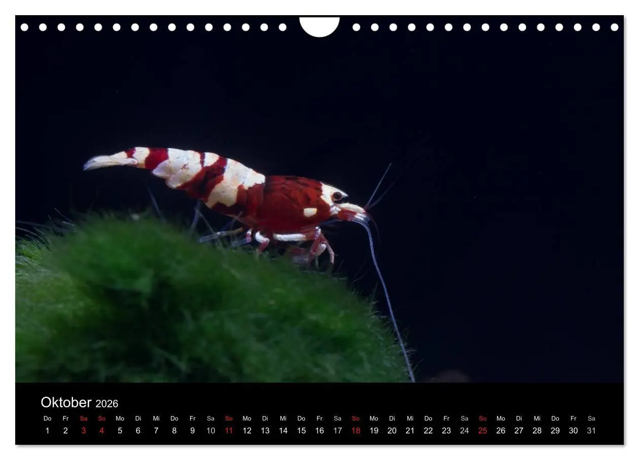 Bild: 9783516020168 | Zwerggarnelen - gepanzerte Juwelen im Aquarium (Wandkalender 2026...