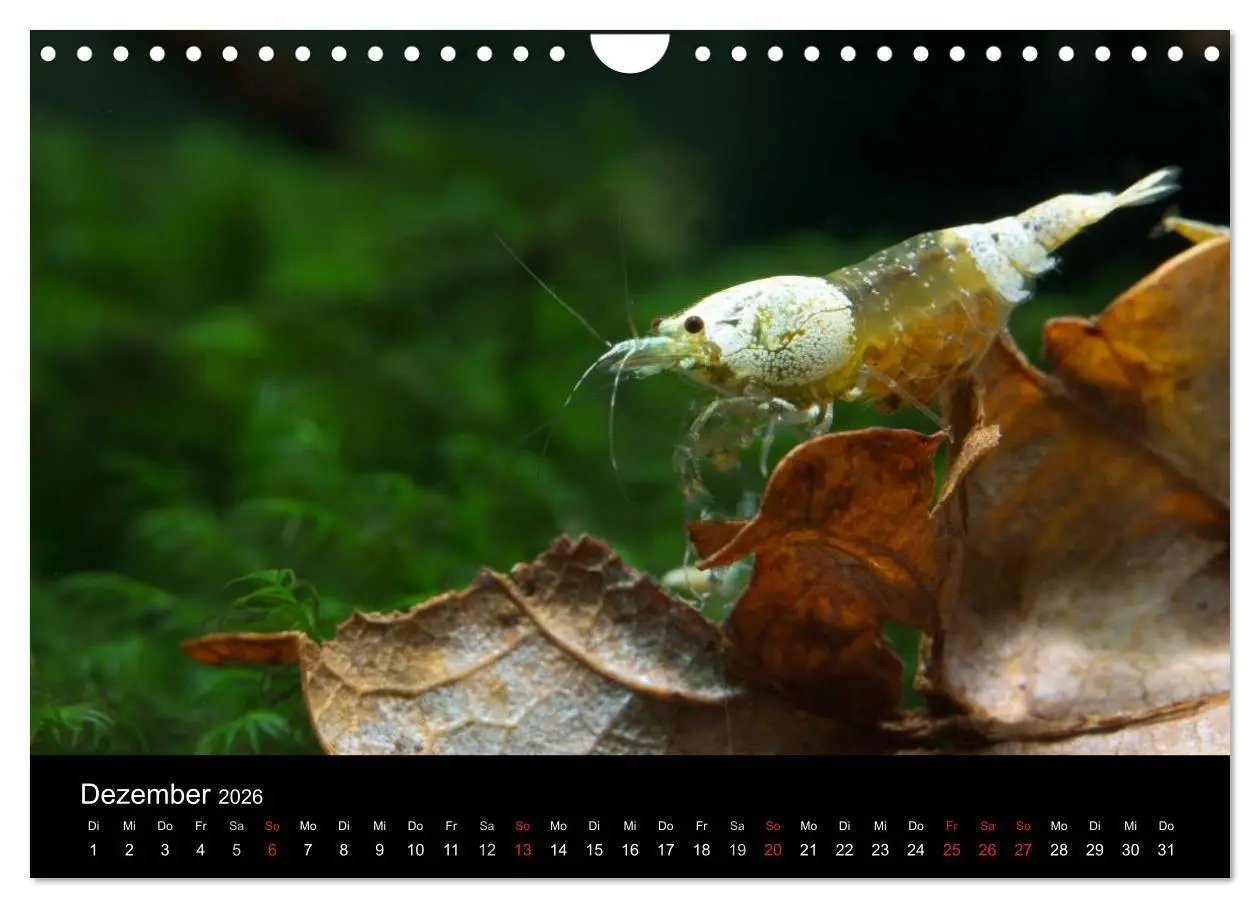 Bild: 9783516020168 | Zwerggarnelen - gepanzerte Juwelen im Aquarium (Wandkalender 2026...