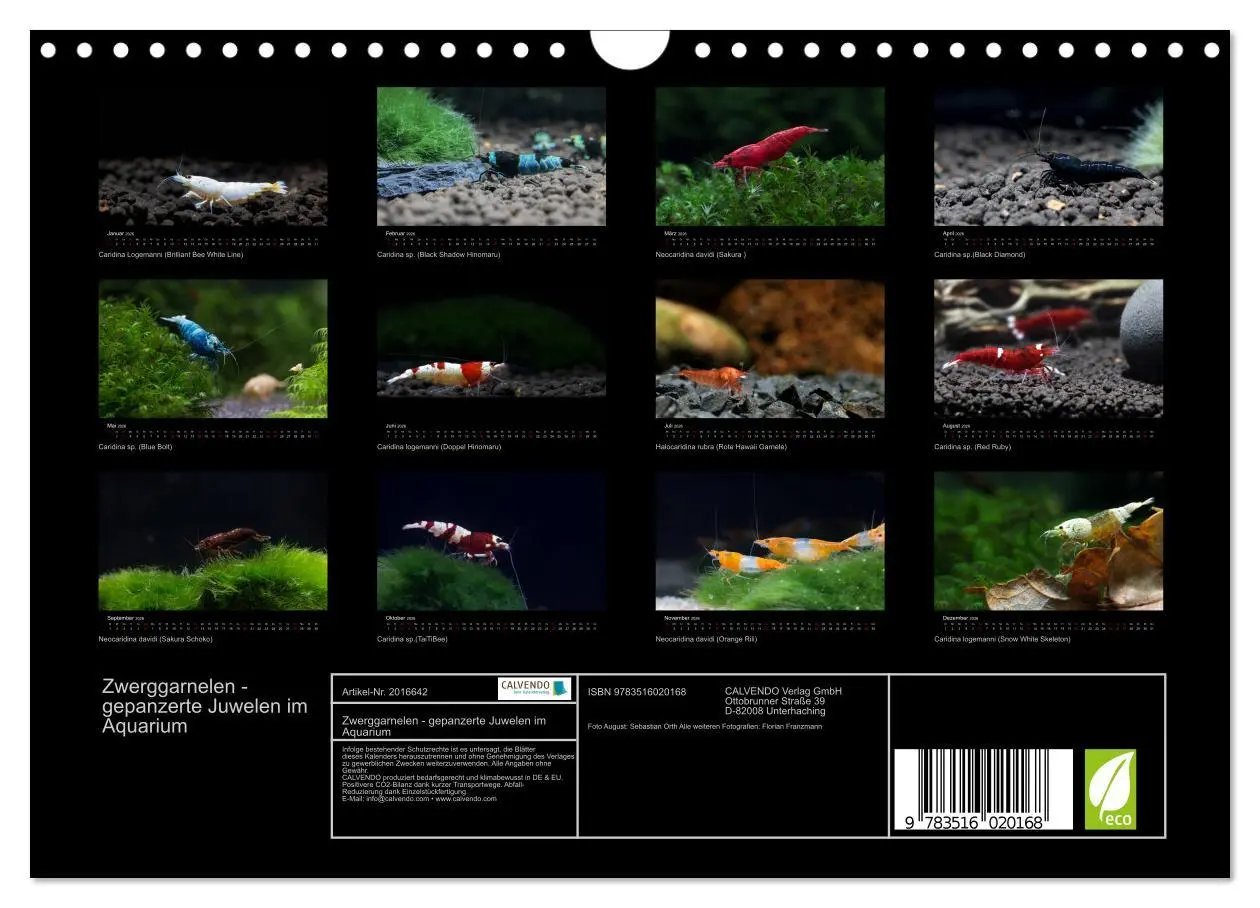Bild: 9783516020168 | Zwerggarnelen - gepanzerte Juwelen im Aquarium (Wandkalender 2026...