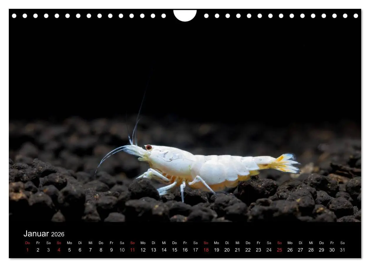 Bild: 9783516020168 | Zwerggarnelen - gepanzerte Juwelen im Aquarium (Wandkalender 2026...