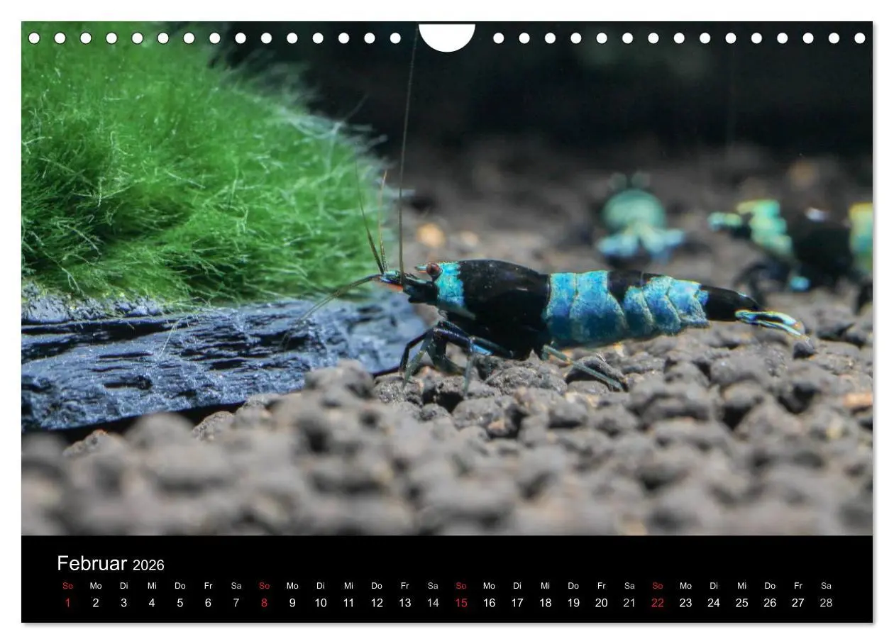 Bild: 9783516020168 | Zwerggarnelen - gepanzerte Juwelen im Aquarium (Wandkalender 2026...