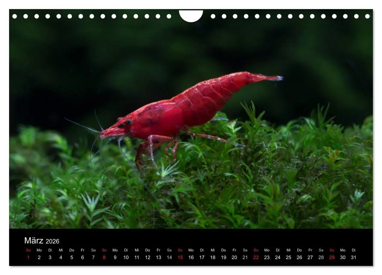 Bild: 9783516020168 | Zwerggarnelen - gepanzerte Juwelen im Aquarium (Wandkalender 2026...