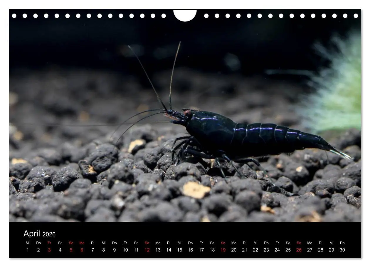 Bild: 9783516020168 | Zwerggarnelen - gepanzerte Juwelen im Aquarium (Wandkalender 2026...