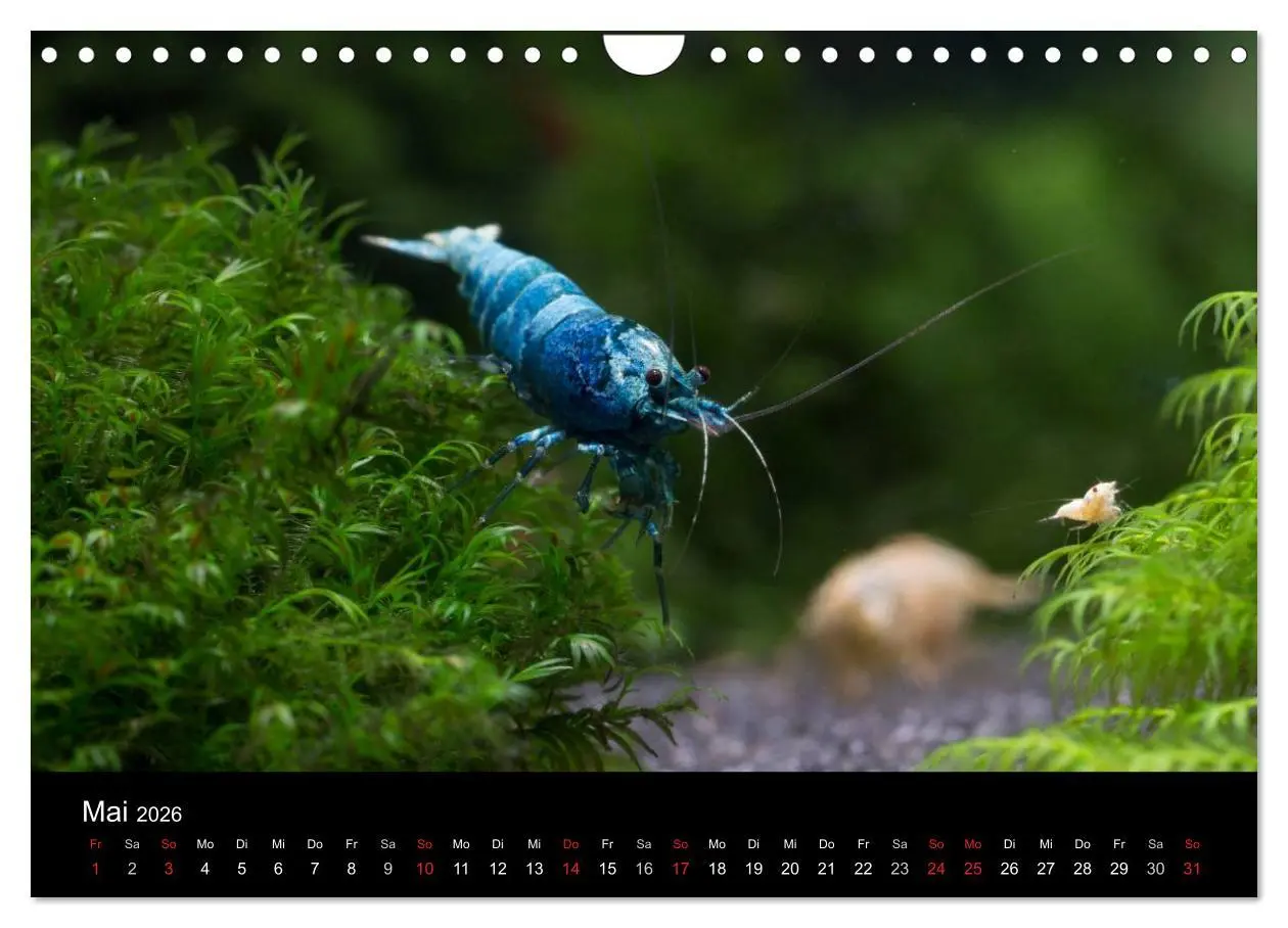 Bild: 9783516020168 | Zwerggarnelen - gepanzerte Juwelen im Aquarium (Wandkalender 2026...