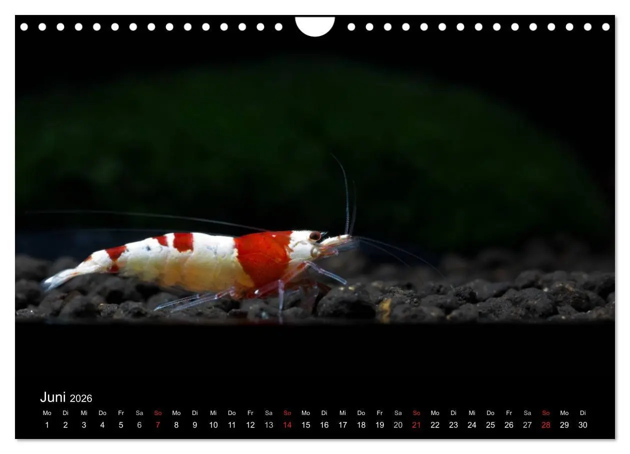 Bild: 9783516020168 | Zwerggarnelen - gepanzerte Juwelen im Aquarium (Wandkalender 2026...