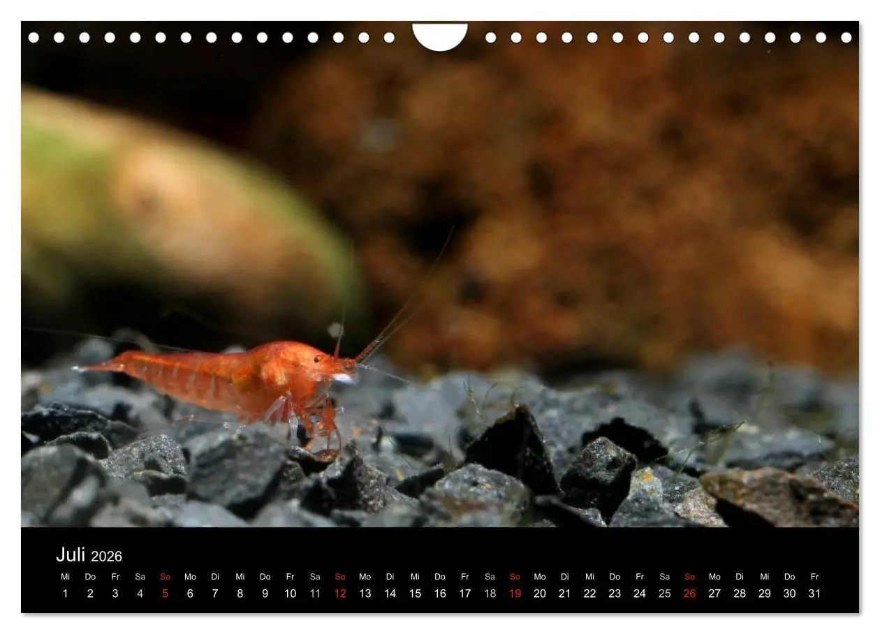 Bild: 9783516020168 | Zwerggarnelen - gepanzerte Juwelen im Aquarium (Wandkalender 2026...