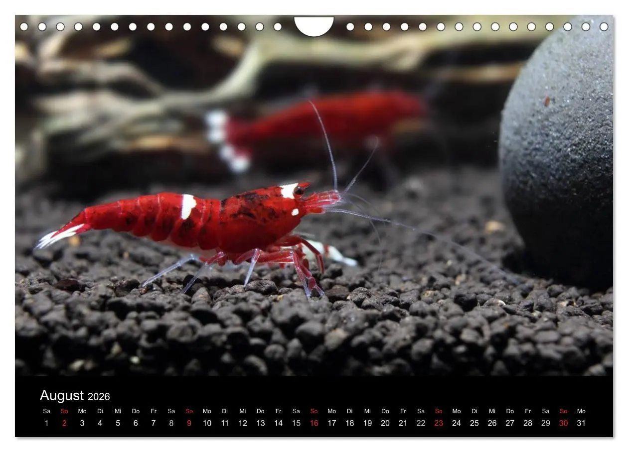 Bild: 9783516020168 | Zwerggarnelen - gepanzerte Juwelen im Aquarium (Wandkalender 2026...
