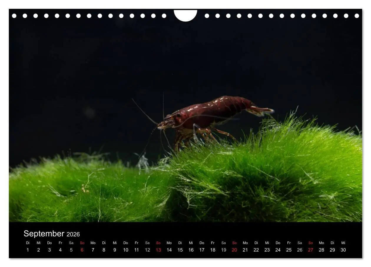 Bild: 9783516020168 | Zwerggarnelen - gepanzerte Juwelen im Aquarium (Wandkalender 2026...