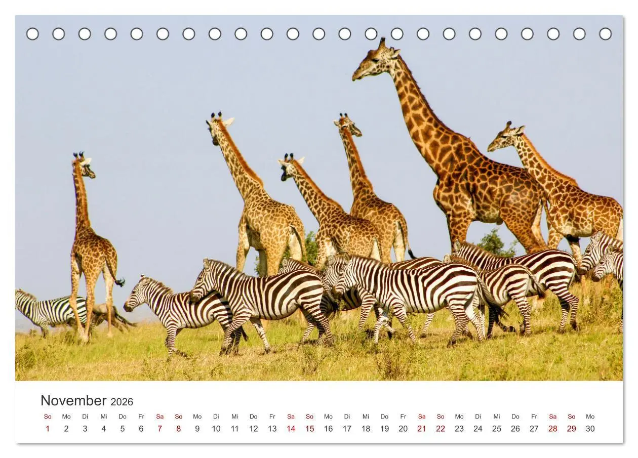 Bild: 9783457540268 | Zebras - Die gestreiften Vierbeiner. (Tischkalender 2026 DIN A5...