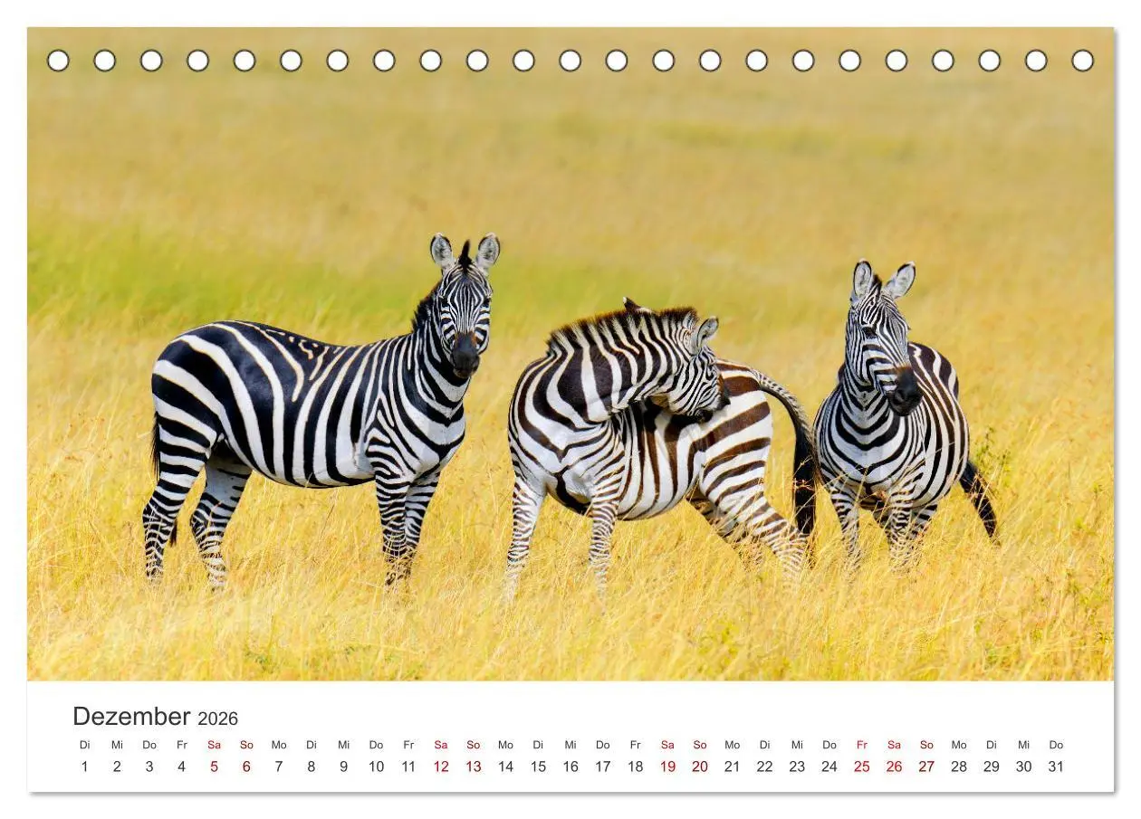 Bild: 9783457540268 | Zebras - Die gestreiften Vierbeiner. (Tischkalender 2026 DIN A5...