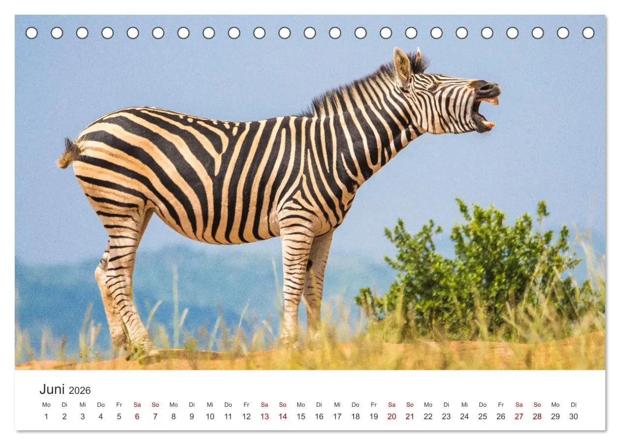 Bild: 9783457540268 | Zebras - Die gestreiften Vierbeiner. (Tischkalender 2026 DIN A5...