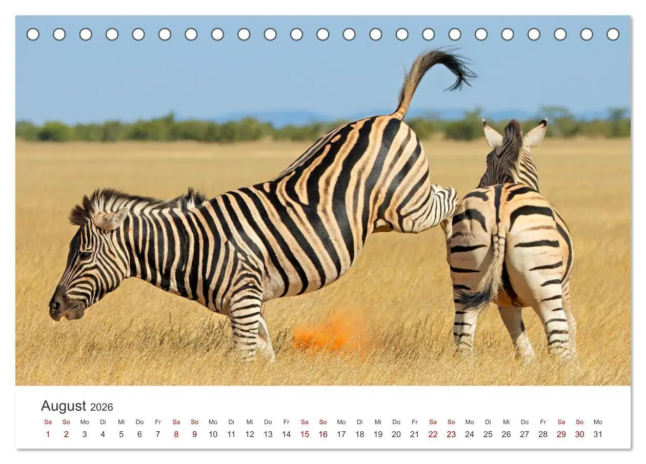 Bild: 9783457540268 | Zebras - Die gestreiften Vierbeiner. (Tischkalender 2026 DIN A5...