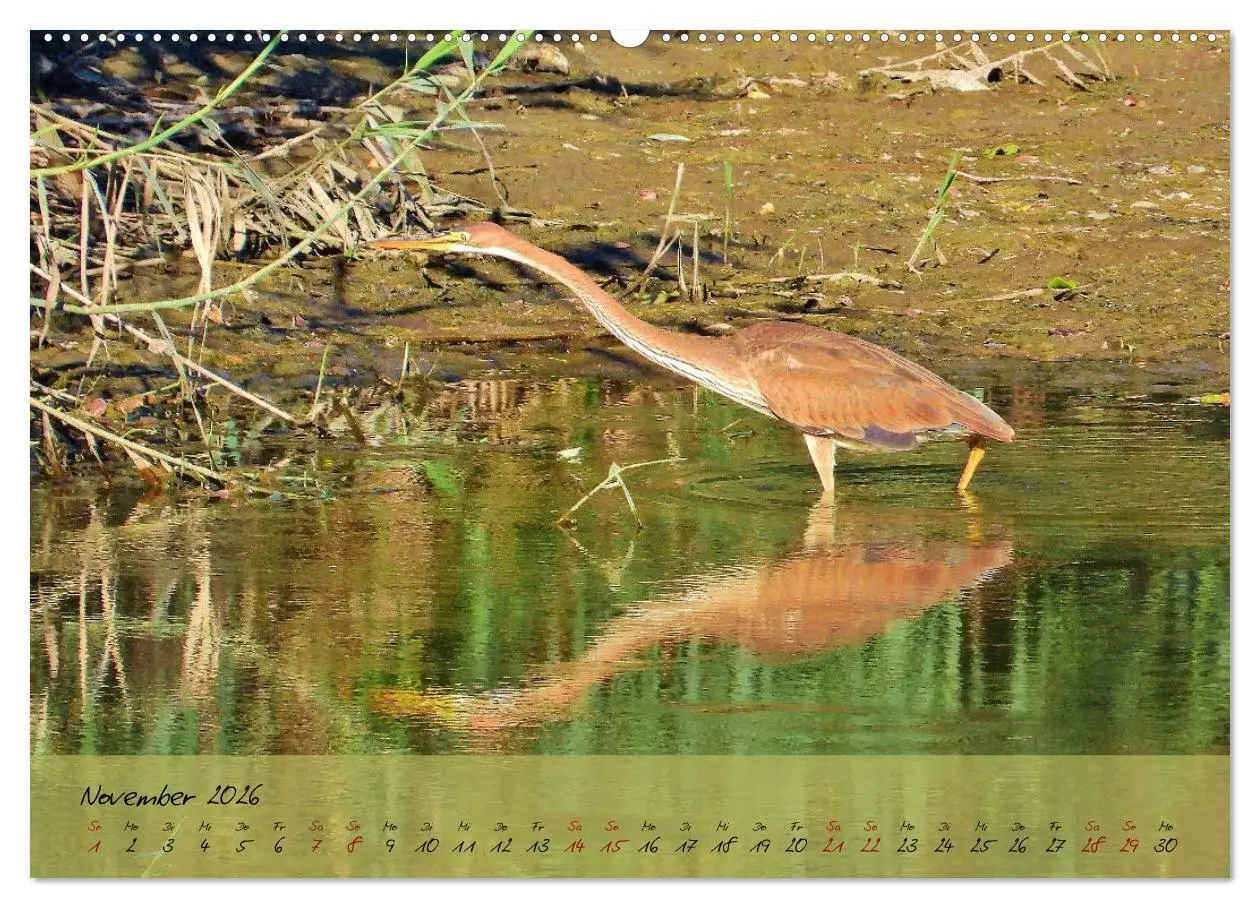 Bild: 9783457780268 | Wildes Südfrankreich (Wandkalender 2026 DIN A2 quer), CALVENDO...