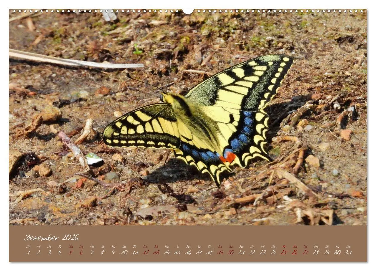 Bild: 9783457780268 | Wildes Südfrankreich (Wandkalender 2026 DIN A2 quer), CALVENDO...