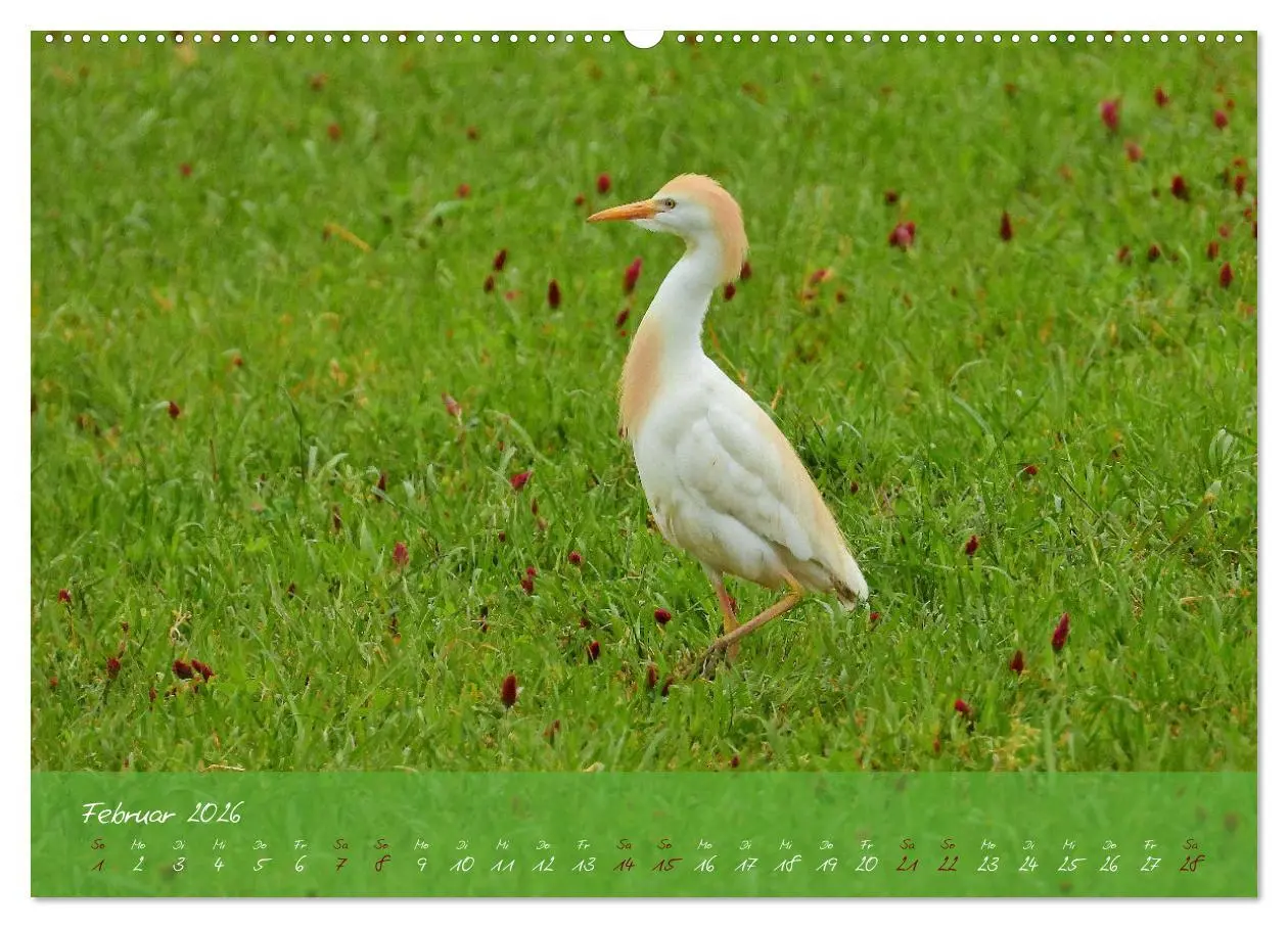 Bild: 9783457780268 | Wildes Südfrankreich (Wandkalender 2026 DIN A2 quer), CALVENDO...
