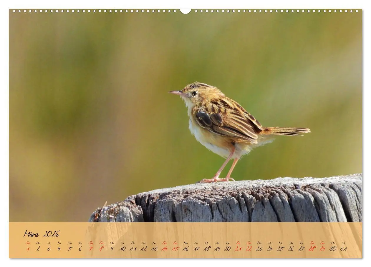 Bild: 9783457780268 | Wildes Südfrankreich (Wandkalender 2026 DIN A2 quer), CALVENDO...