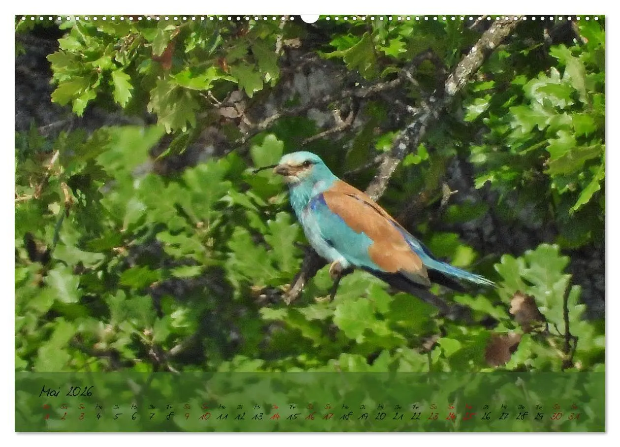 Bild: 9783457780268 | Wildes Südfrankreich (Wandkalender 2026 DIN A2 quer), CALVENDO...