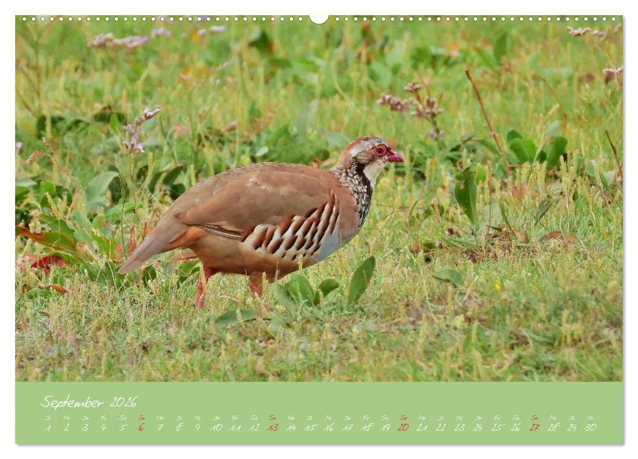 Bild: 9783457780268 | Wildes Südfrankreich (Wandkalender 2026 DIN A2 quer), CALVENDO...