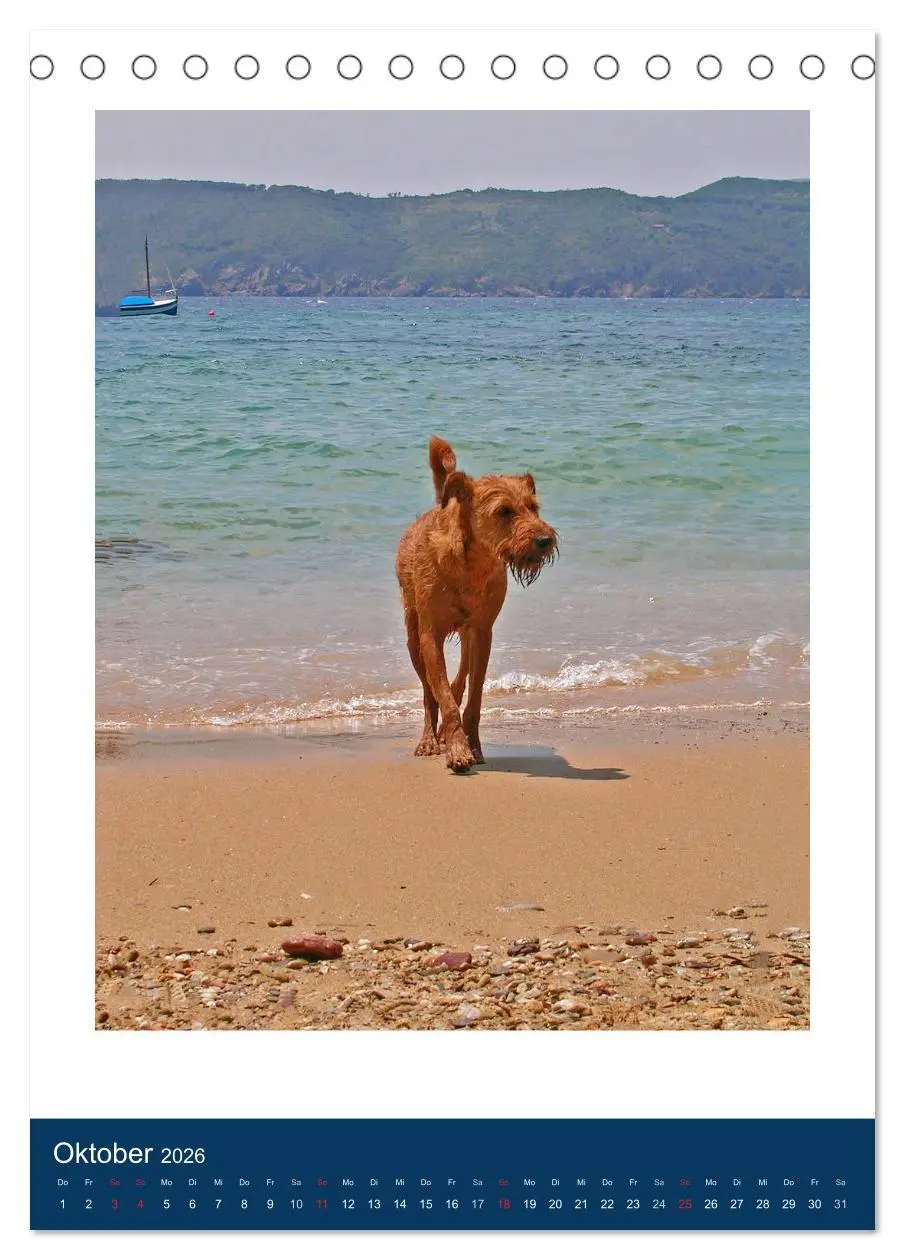 Bild: 9783516380668 | Kelly - Ein Irish Terrier macht Urlaub (Tischkalender 2026 DIN A5...