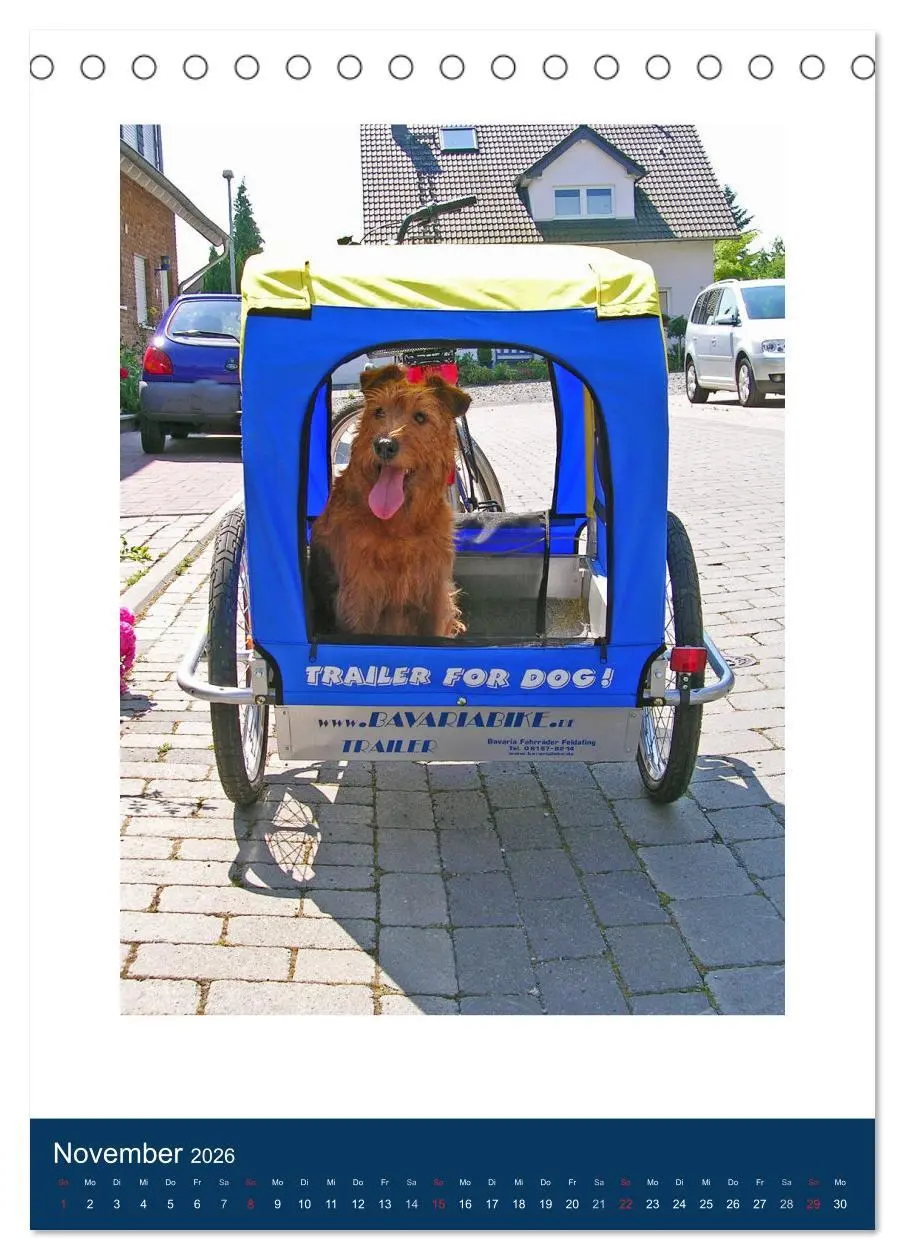 Bild: 9783516380668 | Kelly - Ein Irish Terrier macht Urlaub (Tischkalender 2026 DIN A5...
