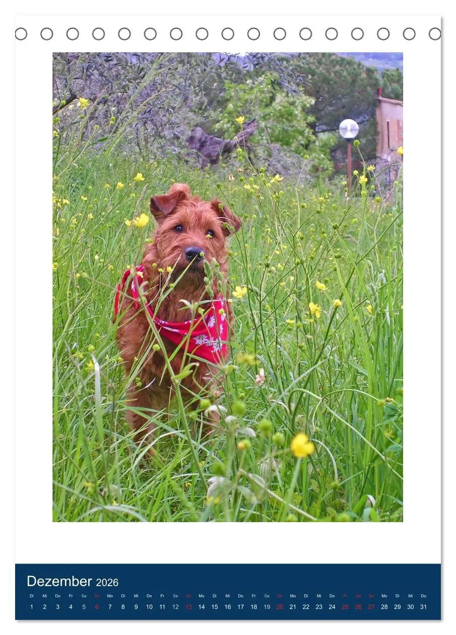 Bild: 9783516380668 | Kelly - Ein Irish Terrier macht Urlaub (Tischkalender 2026 DIN A5...