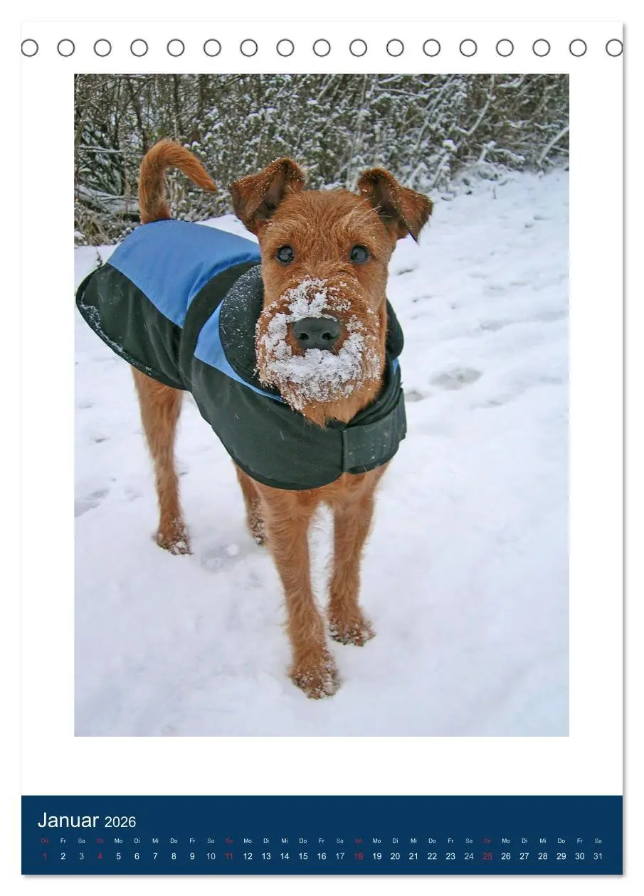 Bild: 9783516380668 | Kelly - Ein Irish Terrier macht Urlaub (Tischkalender 2026 DIN A5...
