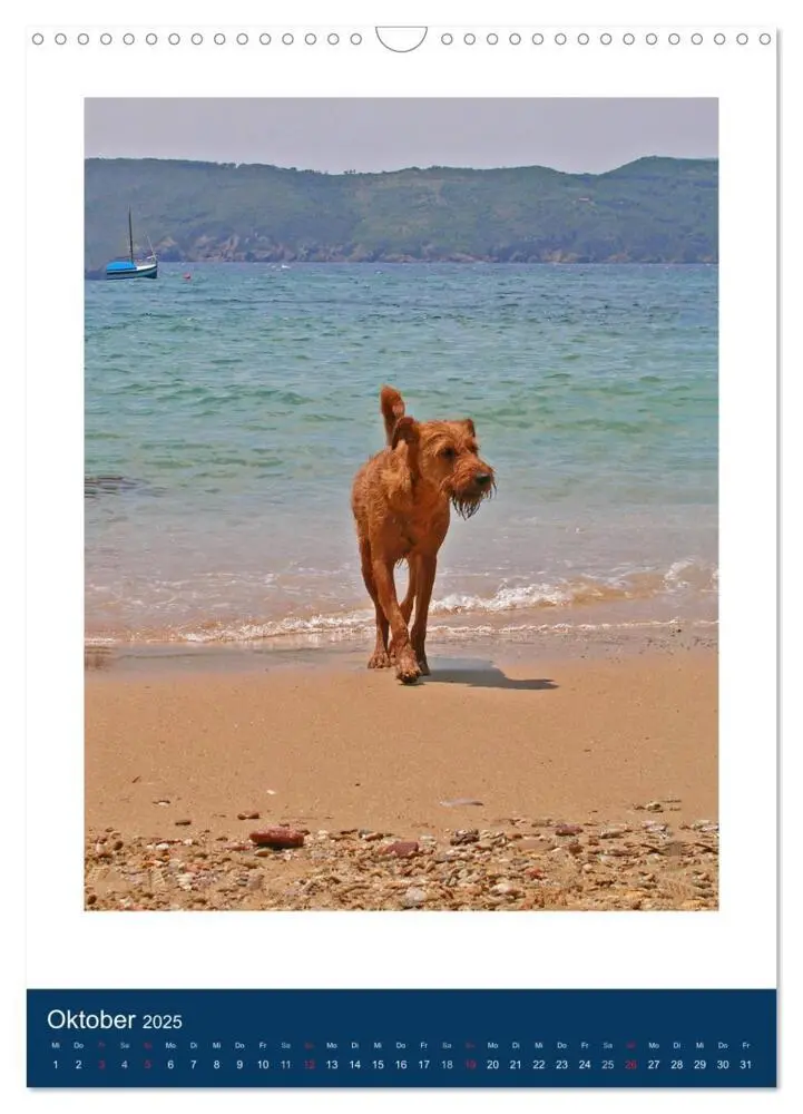 Bild: 9783435950768 | Kelly - Ein Irish Terrier macht Urlaub (Wandkalender 2025 DIN A3...