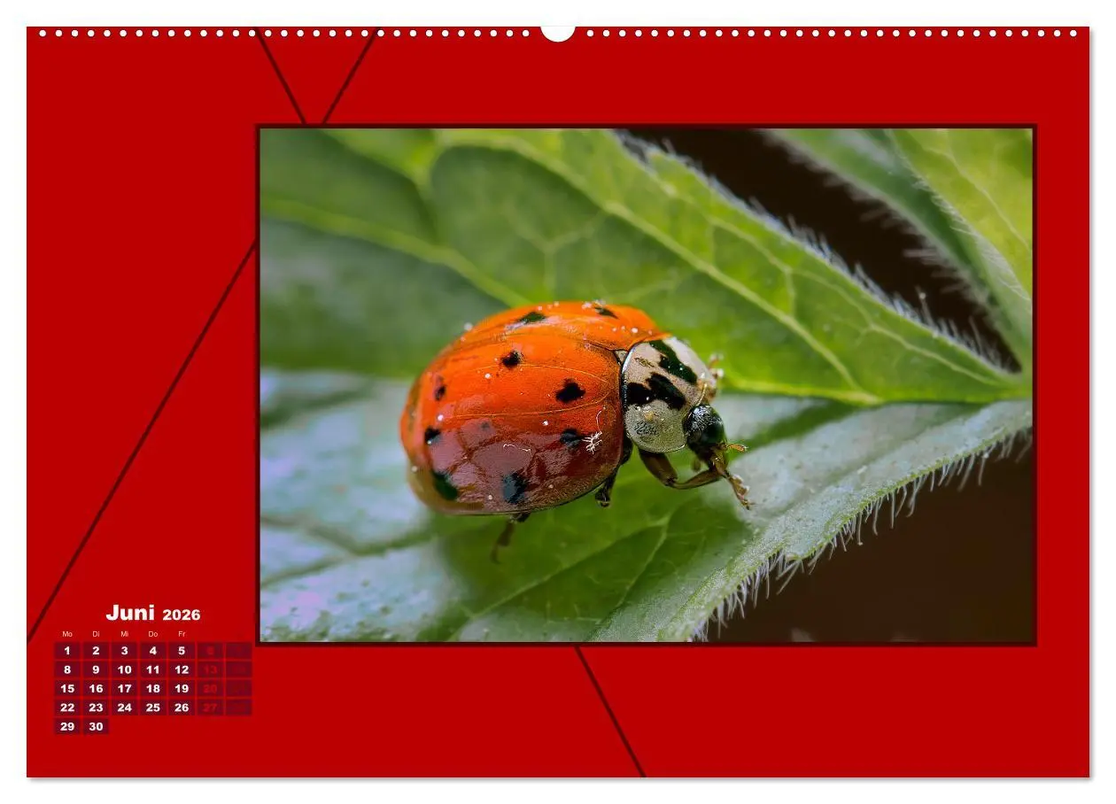 Bild: 9783457800768 | Powerfarbe Rot (Wandkalender 2026 DIN A2 quer), CALVENDO...