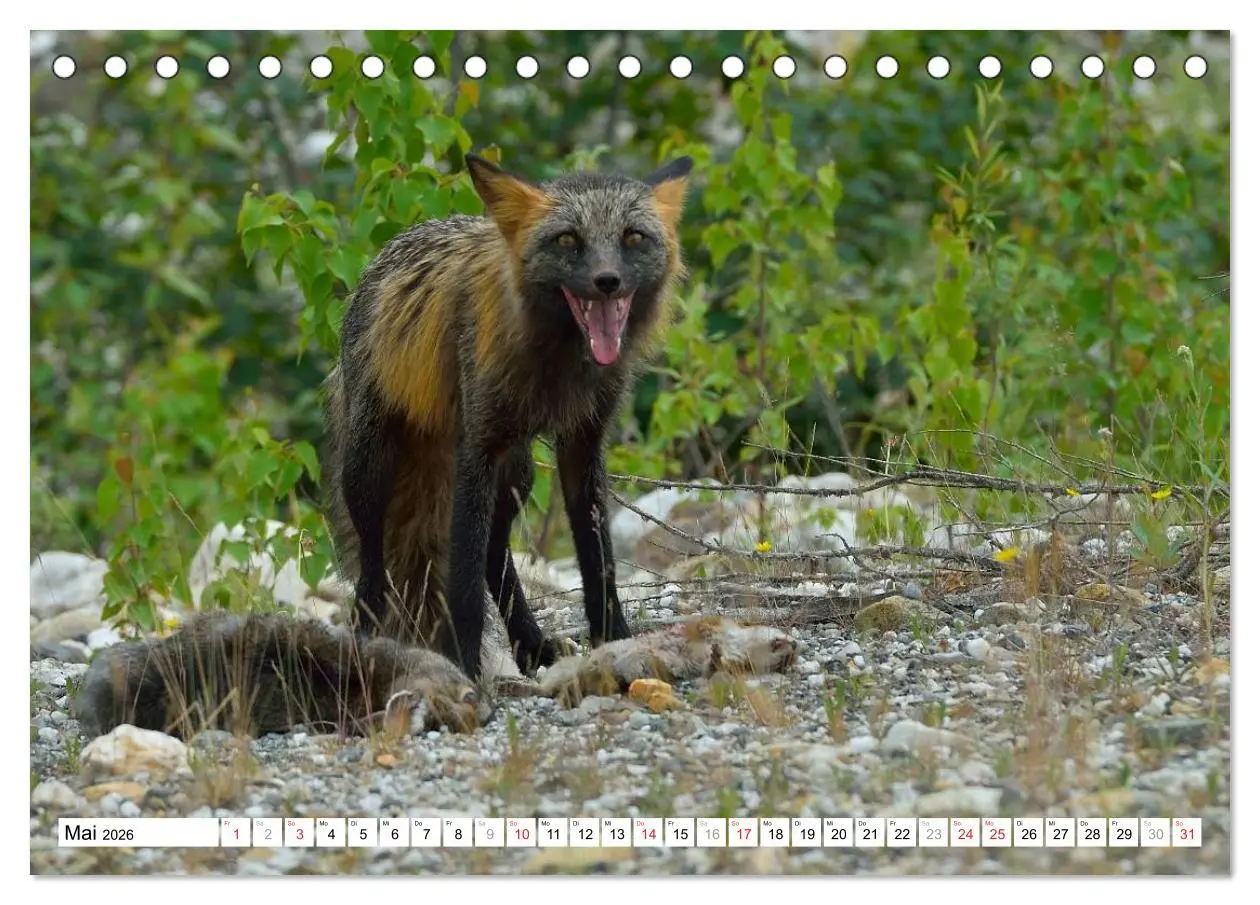 Bild: 9783516060768 | Alaska - Lockruf der Wildnis (Tischkalender 2026 DIN A5 quer),...